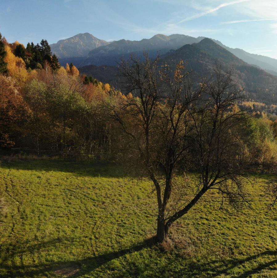 Cabana Vanatorului Rîşnov Esterno foto