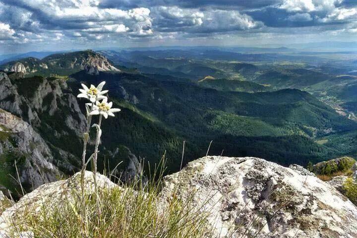 Cabana Vanatorului Rîşnov Esterno foto