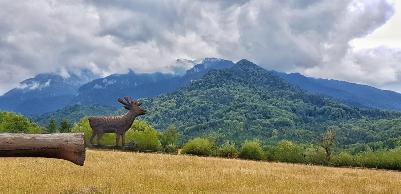 Cabana Vanatorului Rîşnov Esterno foto